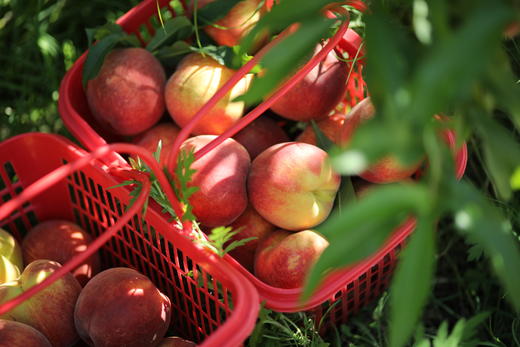 玄武黄桃 4斤16枚 商品图1