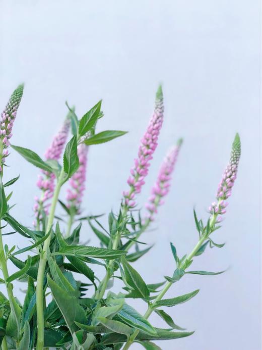 【周四团购】鼠尾10枝39.8元 2人拼团 商品图1