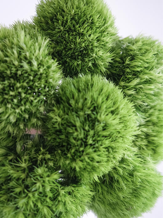 【周四秒杀】绿石竹球5枝39.8元 商品图2