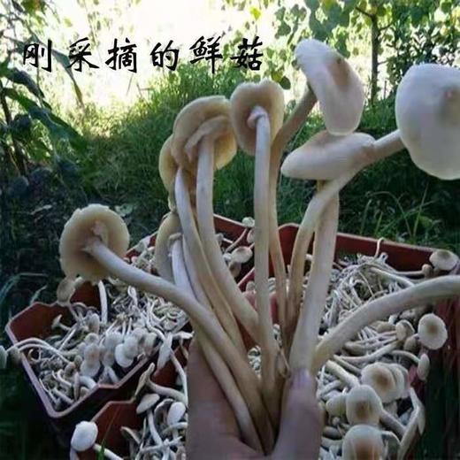 丨生态丨茶树菇1斤 自然晒干 拒绝硫磺熏 五谷菌棒酵素种植 商品图3