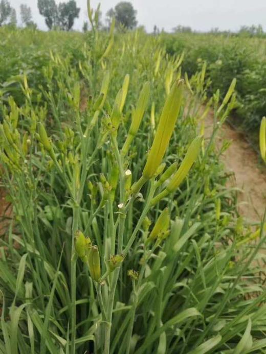 丨生态丨干黄花菜1斤 自然晒干 拒绝硫磺熏 自然农耕种植，无除草，无农药化肥，靠天收成 商品图6