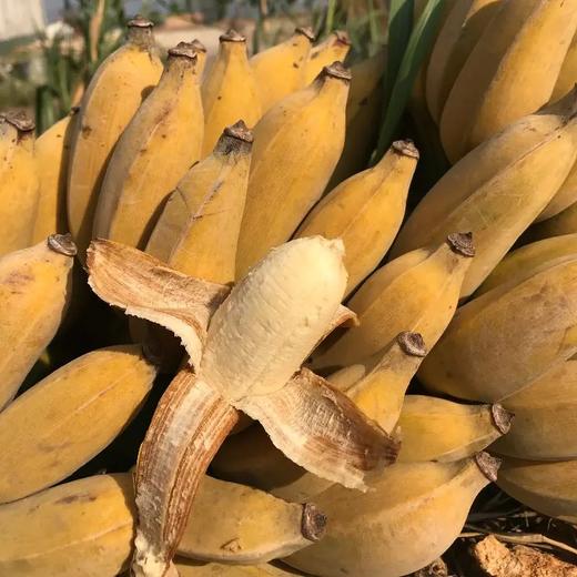 老实芭蕉干 | 合作生产 | 基地直发包邮 * Laoshi Banana Dried Slices 商品图5