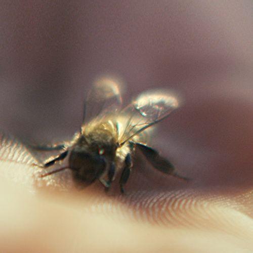 Guerlain娇兰帝皇蜂姿眼部修复精华露15ml 2021新品 商品图4