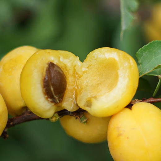 -树上的白色蜂蜜，新疆轮台小白杏，给你不一样的夏日“杏”福 商品图2