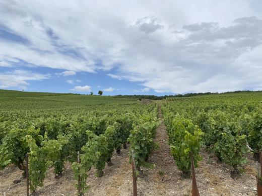 A. Henry Blanc de Blancs 亨利白中白香槟 商品图3