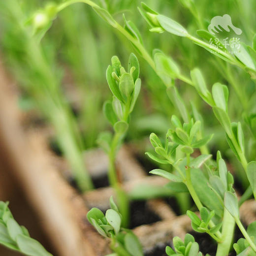 种苗·马齿苋 | 合作生产 * Purslane seedlings | Coproduct 商品图4