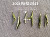 2021抛荒银针，清鲜爽朗，是芝兰玉树一般的清风朗月（1斤收藏装） 商品缩略图4