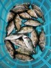 活的桂鱼仔，1份1.5斤装，3一4条 商品缩略图0