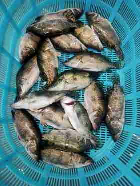 活的桂鱼仔，1份1.5斤装，3一4条