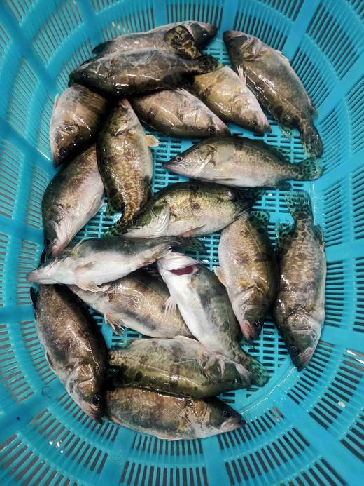 活的桂鱼仔，1份1.5斤装，3一4条 商品图0