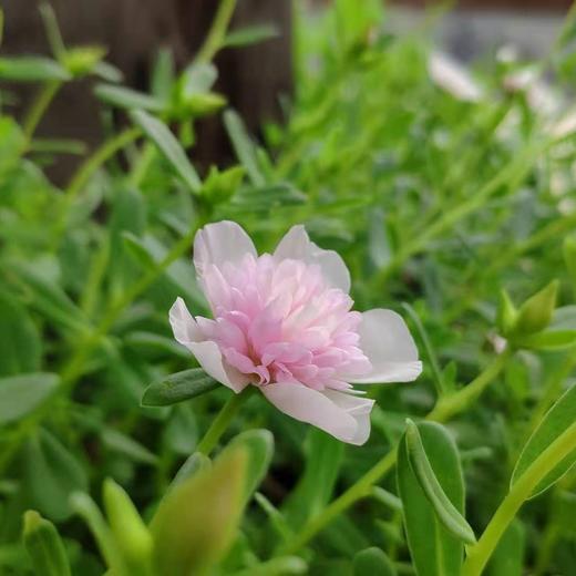 种苗·马齿苋 | 合作生产 * Purslane seedlings | Coproduct 商品图0