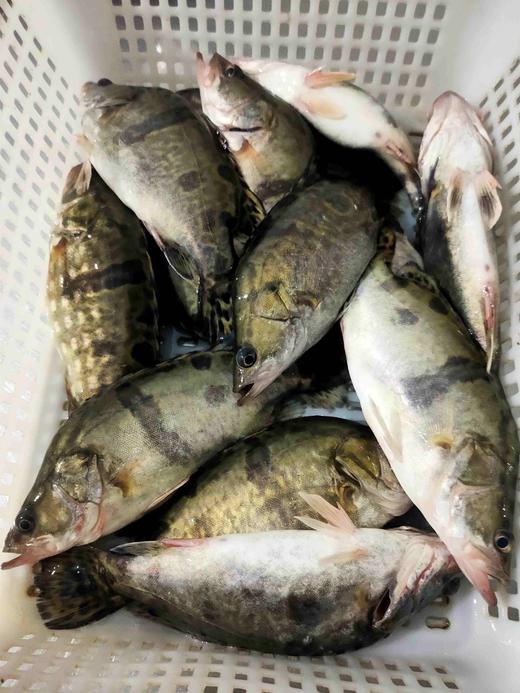 活的桂鱼仔，1份1.5斤装，3一4条 商品图2