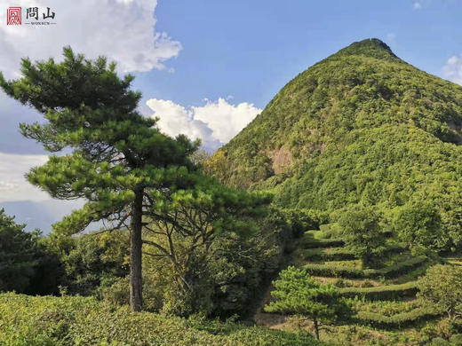 守艺 · 菊野 50克 本山乌龙苦茶 | 问山严选 商品图3