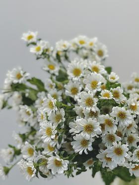 【周四秒杀】迷你雏菊39.8元/把