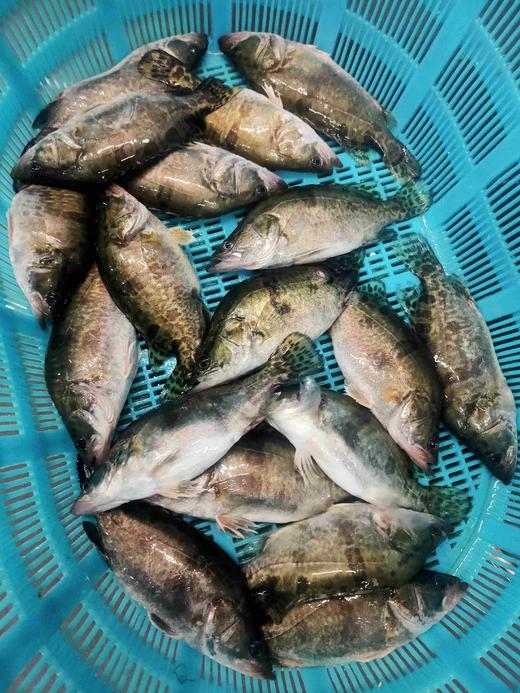 活的桂鱼仔，1份1.5斤装，3一4条 商品图1