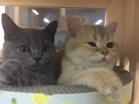 蛋黄芝麻大片赏析：喵喵们和好后，都发生了什么？