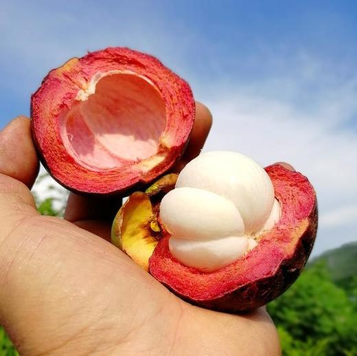 泰国5A麻竹山竹 净重3斤/5斤5A  顺丰冷链包邮 商品图4