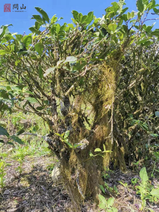 守艺 · 菊野 50克 本山乌龙苦茶 | 问山严选 商品图5