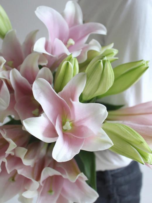 铁炮百合【我要傍近你，方不至于难过】简小姐精选 新品A 级铁炮百合-粉/白铁炮 2件包邮 下单72小时发货 商品图6