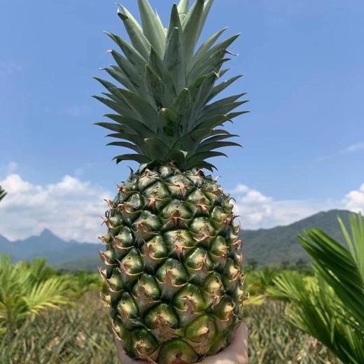 海南冬蜜凤梨   （购买前看详情）4.5-5斤 商品图12