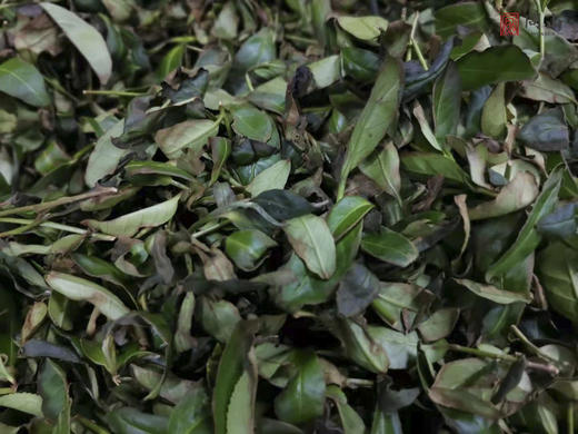 守艺 · 菊野 50克 本山乌龙苦茶 | 问山严选 商品图4