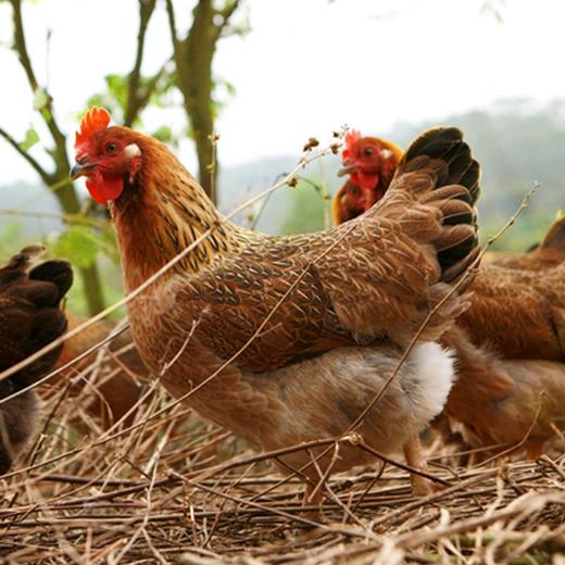 【礼盒】天农臻品原种清远鸡整只900g礼盒装 送礼佳品 供港清远鸡土鸡 商品图6