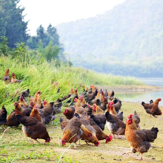 凤中皇138纯种清远鸡农家放养走地鸡土鸡新鲜鸡肉 800g*2只 商品图5