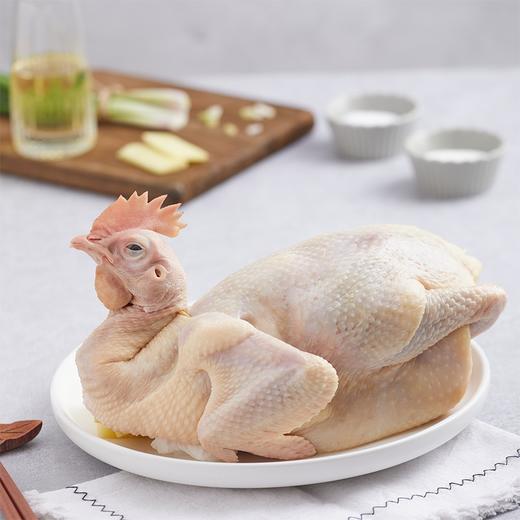 【礼盒】凤中皇 纯种清远鸡正宗农家散养土鸡家养走地鸡谷物喂养900g整只 商品图1