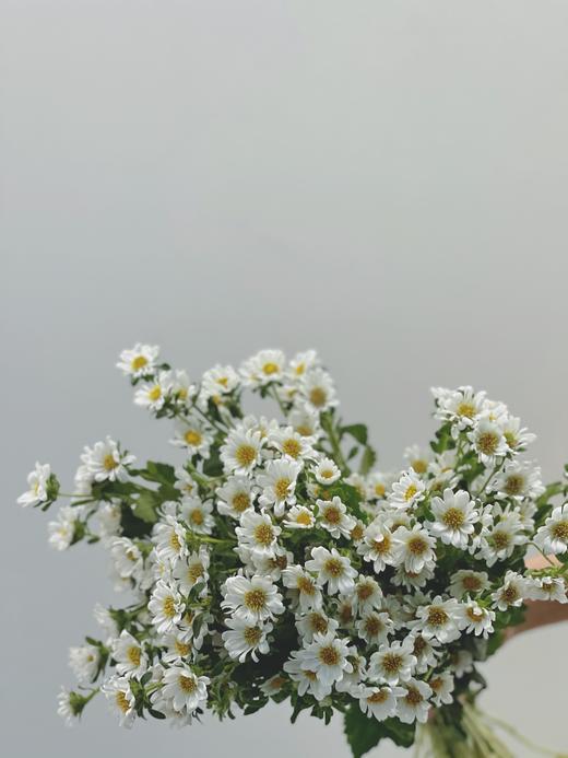 【周四秒杀】迷你雏菊39.8元/把 商品图1