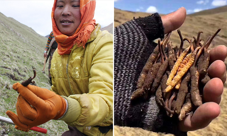 西藏那曲鲜冬虫夏草,滋补赛人参鹿茸,当季新鲜采挖,原产地直发