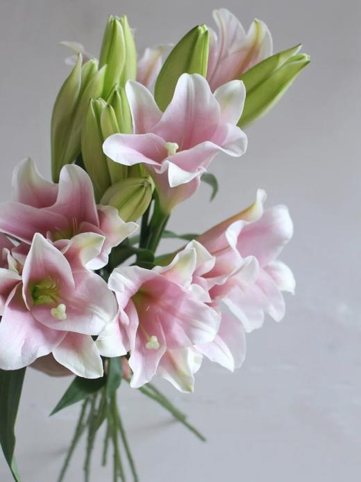 铁炮百合【我要傍近你，方不至于难过】简小姐精选 新品A 级铁炮百合-粉/白铁炮 2件包邮 下单72小时发货 商品图0