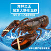 2026年鲜活大龙虾加拿大波士顿鲜活野生大龙虾，2只装 商品缩略图4