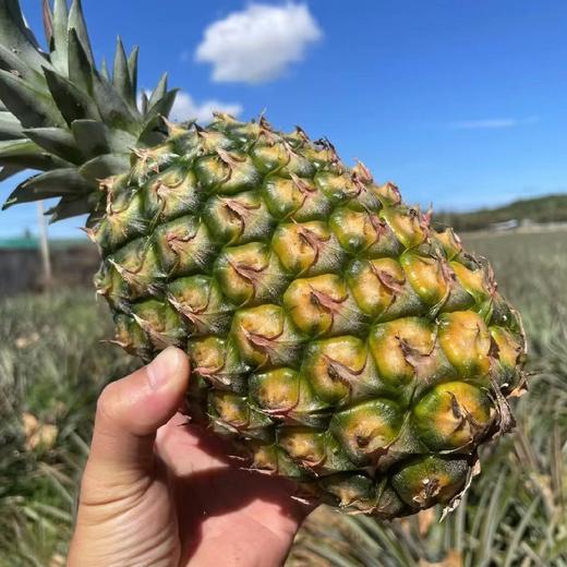 海南冬蜜凤梨   （购买前看详情）4.5-5斤 商品图9
