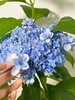 【绣球花开正当时.颜色品种随机】1盆/份 2-3个花苞，花期超长（圆通发货） 商品缩略图1