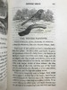 1821年 比维克《英国鸟类史》（全2卷） 近200幅版画插图 真皮精装大32开 商品缩略图13
