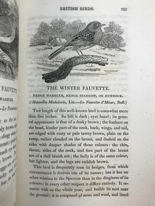 1821年 比维克《英国鸟类史》（全2卷） 近200幅版画插图 真皮精装大32开 商品图13