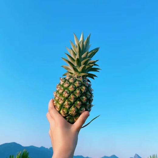 海南冬蜜凤梨   （购买前看详情）4.5-5斤 商品图13