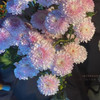 【只有99份】星光百合10朵+紫霞仙子玫瑰10支+随机色小雏菊10支+小花向日葵5支/份（顺丰） 商品缩略图4