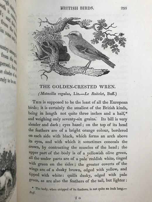 1821年 比维克《英国鸟类史》（全2卷） 近200幅版画插图 真皮精装大32开 商品图11