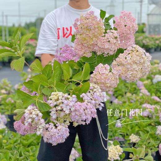 【绣球花开正当时.颜色品种随机】1盆/份 2-3个花苞，花期超长（圆通发货） 商品图0