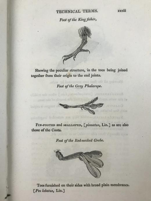 1821年 比维克《英国鸟类史》（全2卷） 近200幅版画插图 真皮精装大32开 商品图6