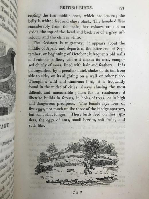 1821年 比维克《英国鸟类史》（全2卷） 近200幅版画插图 真皮精装大32开 商品图14