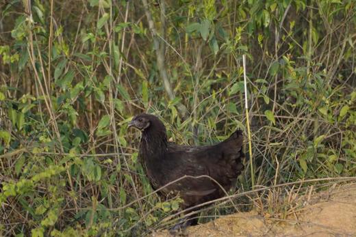 跑山乌鸡（五黑鸡）【净重1.8-2.4斤.第2只6.5折】 商品图2