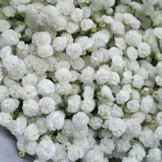 满天星AB 商品图0