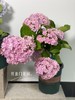 【绣球花开正当时.颜色品种随机】1盆/份 2-3个花苞，花期超长（圆通发货） 商品缩略图2
