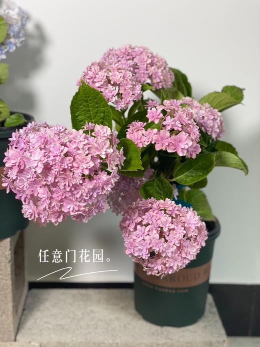 【绣球花开正当时.颜色品种随机】1盆/份 2-3个花苞，花期超长（圆通发货） 商品图2