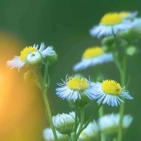 一个人最顶级的教养，就是和颜悦色