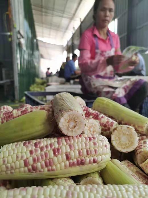 【早餐系列】西双版纳甜糯小玉米礼盒装/散装，又香又糯，白色花色随机发货！ 商品图2