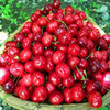 产地直采黑珍珠大樱桃1斤装 新鲜应季水果 商品缩略图2