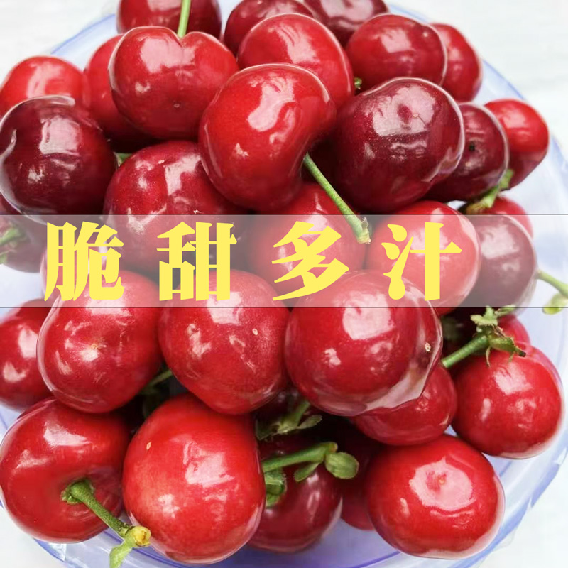 产地直采黑珍珠大樱桃1斤装 新鲜应季水果